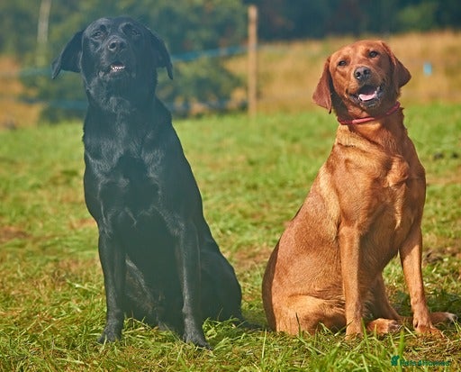 Labrador Retriever dogs Gorgeous lab puppys - Advert 2
