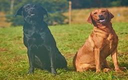 Labrador Retriever dogs for sale: Gorgeous lab puppys - Advert 1