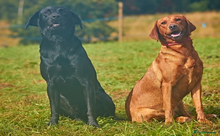 Labrador Retriever dogs Gorgeous lab puppys - Advert 3