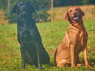 Labrador Retriever dogs Gorgeous lab puppys - Advert 1