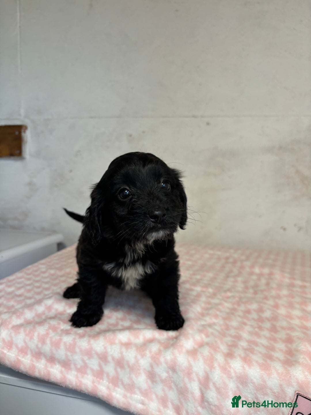 Cockapoo dogs for sale: 🎅Beautiful Cockapoo puppies🐶 - Advert 5