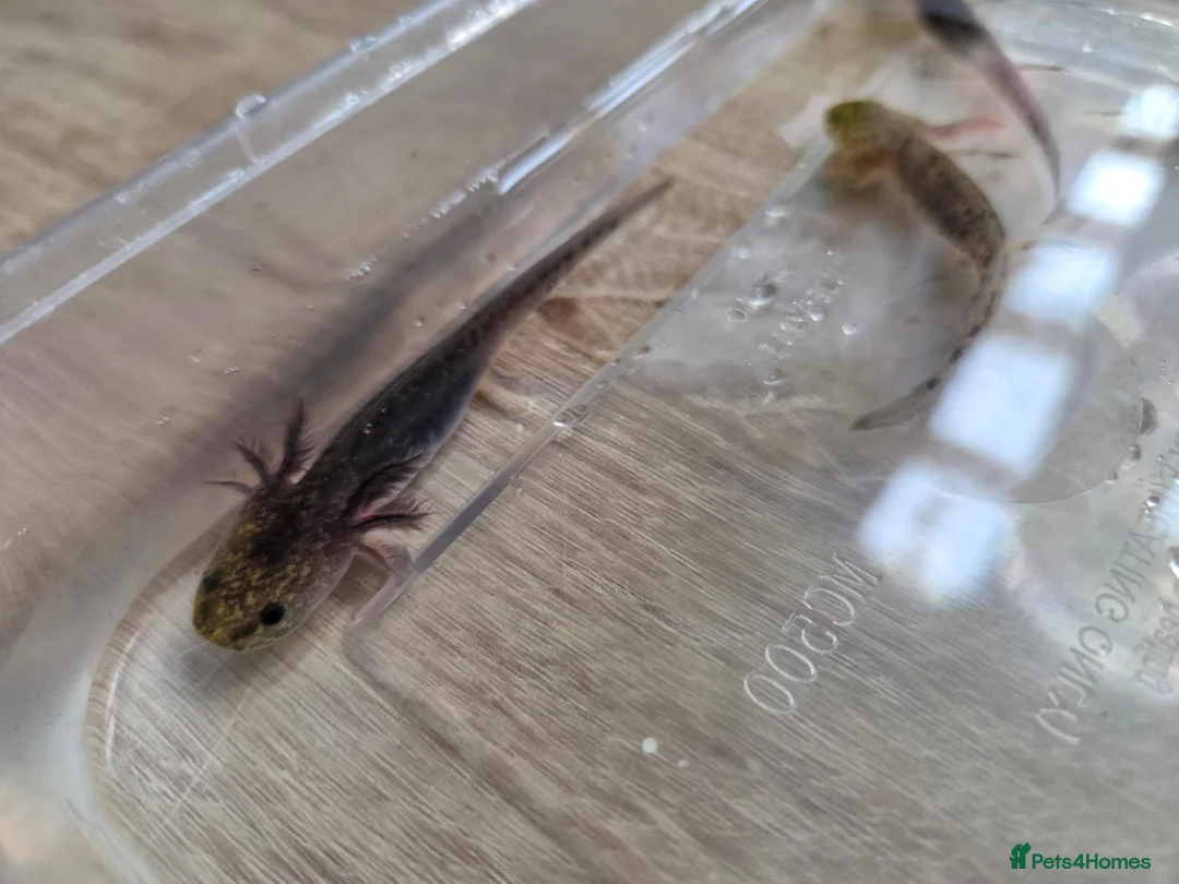 Axolotl reptiles for sale: Axolotl in Spalding - Advert 2