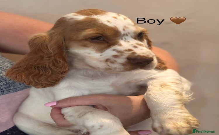 Cocker Spaniel dogs - Advert 1