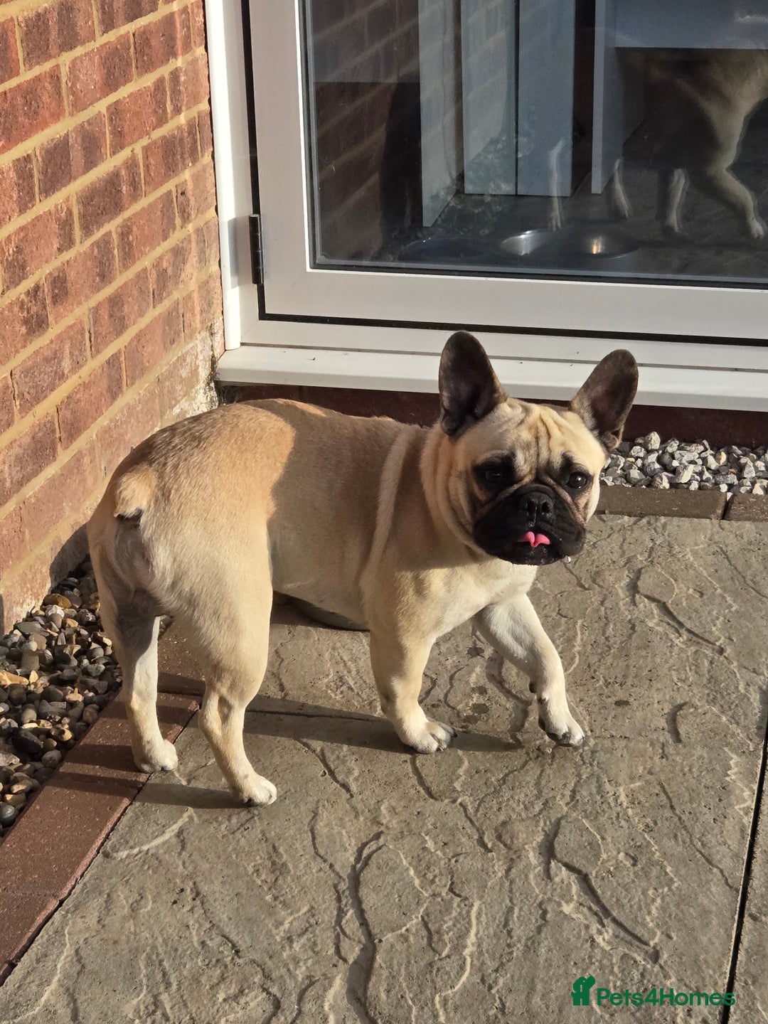 Mixed Breed dogs for sale: *UPDATE* 3x purebred dogs for rehoming - Image 17