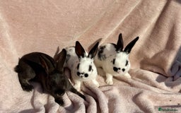 Mixed Breed rabbits for sale: A litter Of Stunning Babies Available to Reserve - Image 2