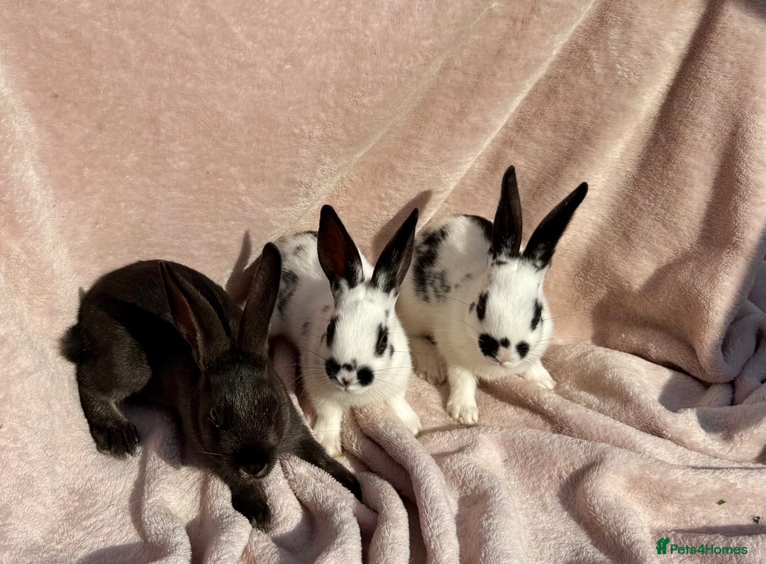 Mixed Breed rabbits for sale: A litter Of Stunning Babies Available to Reserve - Image 2