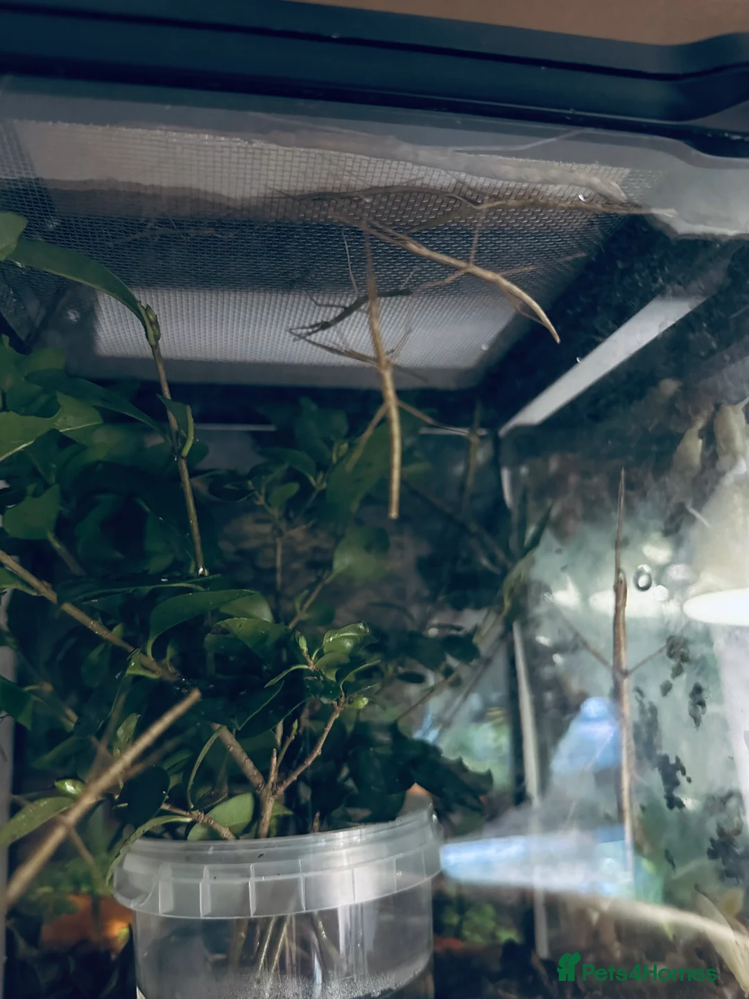 Stick Insects invertebrates for sale: Indian Stick Insects  - Advert 1