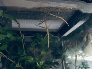 Stick Insects invertebrates Indian Stick Insects - Advert 6