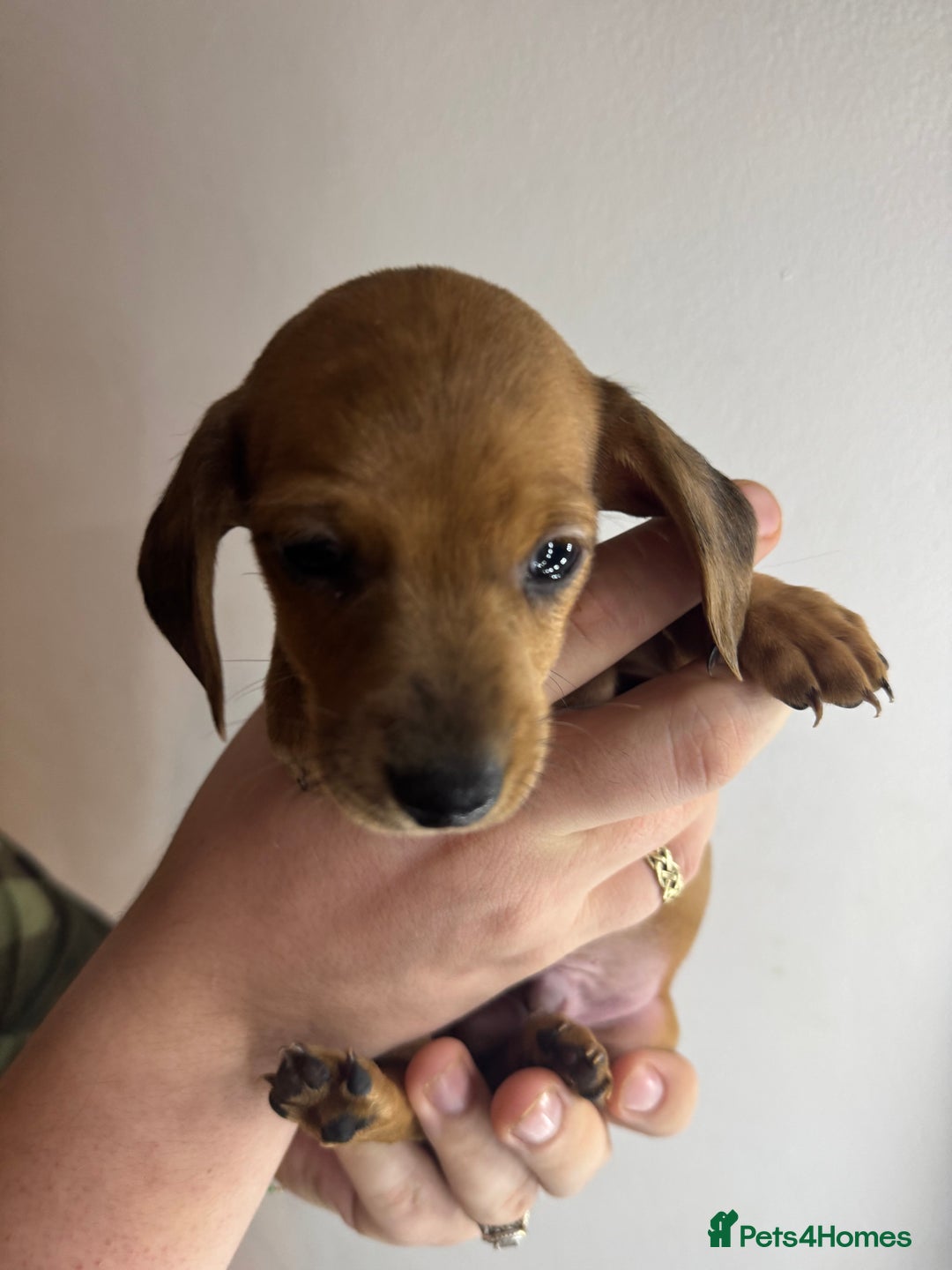 Miniature Dachshund dogs for sale: Miniature dachshunds for sale  - Image 7