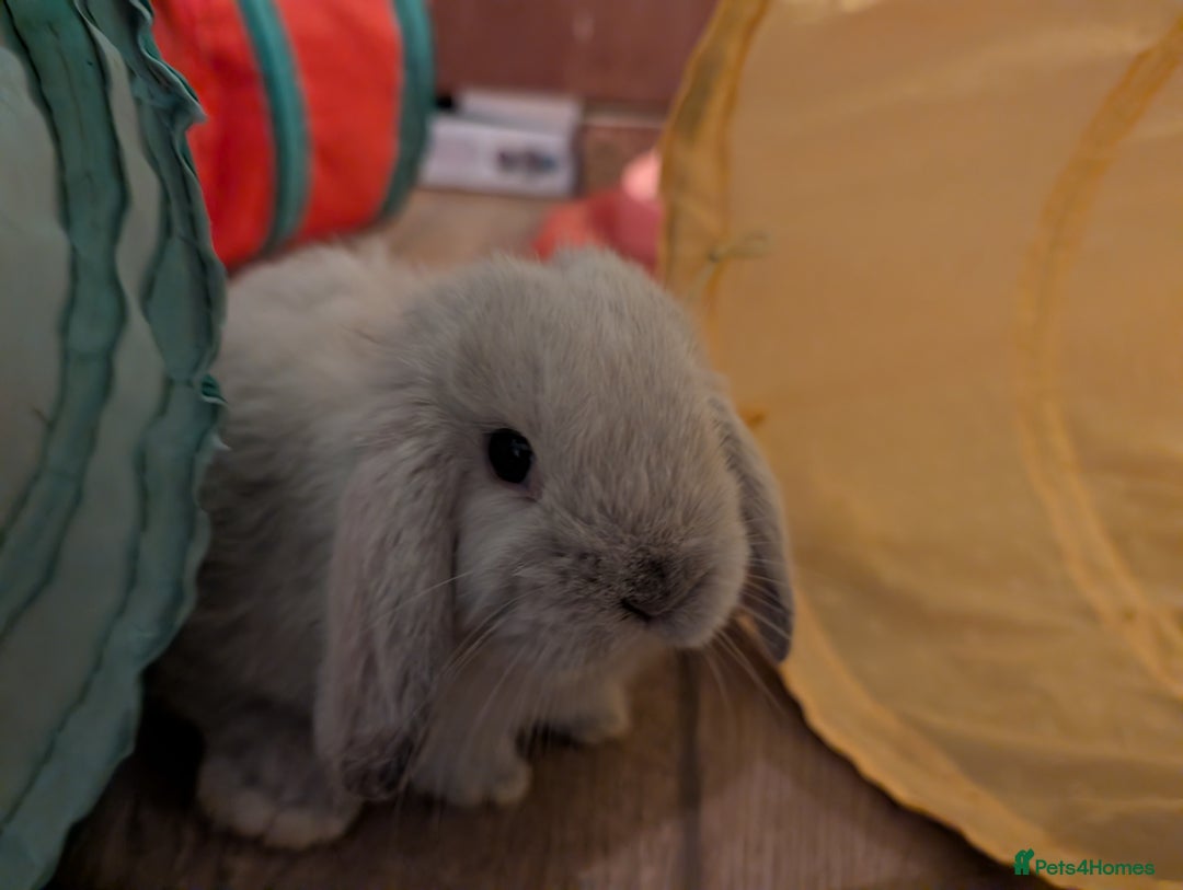 Mini Lop rabbits for sale: Mini Lops £70  - Advert 2