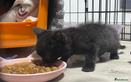 British Shorthair cats for sale: 2 british shorthair boys - Image 7