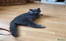 British Shorthair cats for sale: Stunning British Blue Shorthair Kittens - Image 8