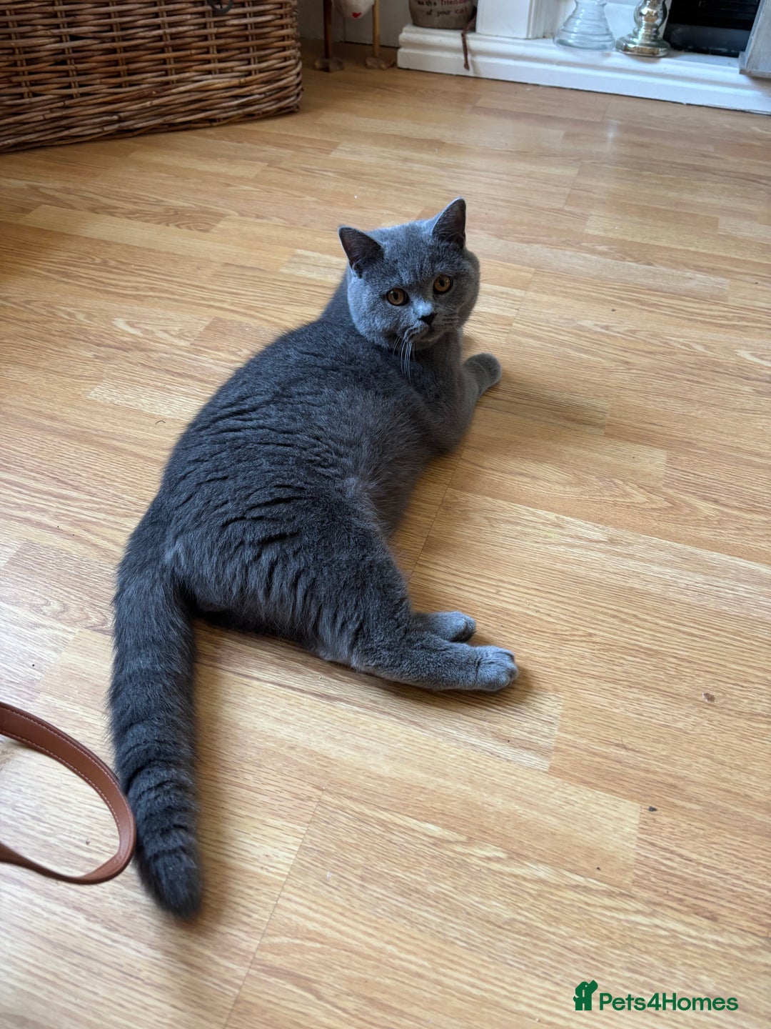 British Shorthair cats for sale: Stunning British Blue Shorthair Kittens - Image 8