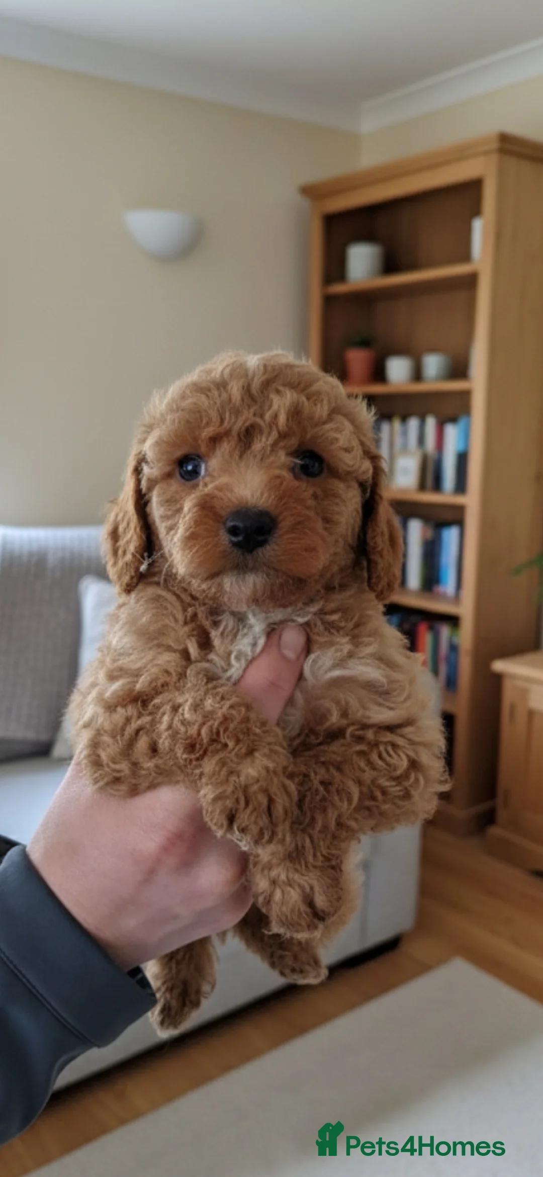 Cockapoo dogs for sale: Stunning cockapoo puppies! - Advert 10