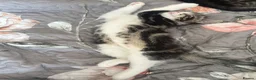 Mixed Breed cats for sale: Stunning Kittens looking for their forever homes - Advert 5