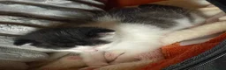Mixed Breed cats for sale: Adorable kitten looking for new loving home - Advert 6