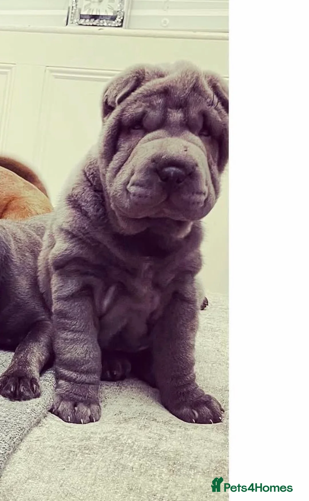 Shar Pei dogs for sale: Shar Pei Puppy - Advert 2