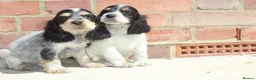 Cocker Spaniel dogs for sale: Quality Show type cocker spaniel puppies  - Advert 15