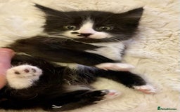 Turkish Angora cats for sale: Turkish angora kitten  - Image 2