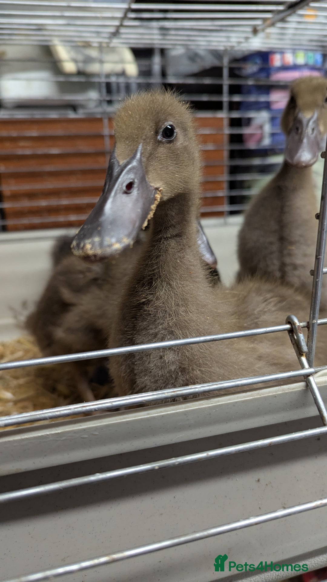 Ducks poultry for sale: 4 ducklings looking for homen - Advert 4