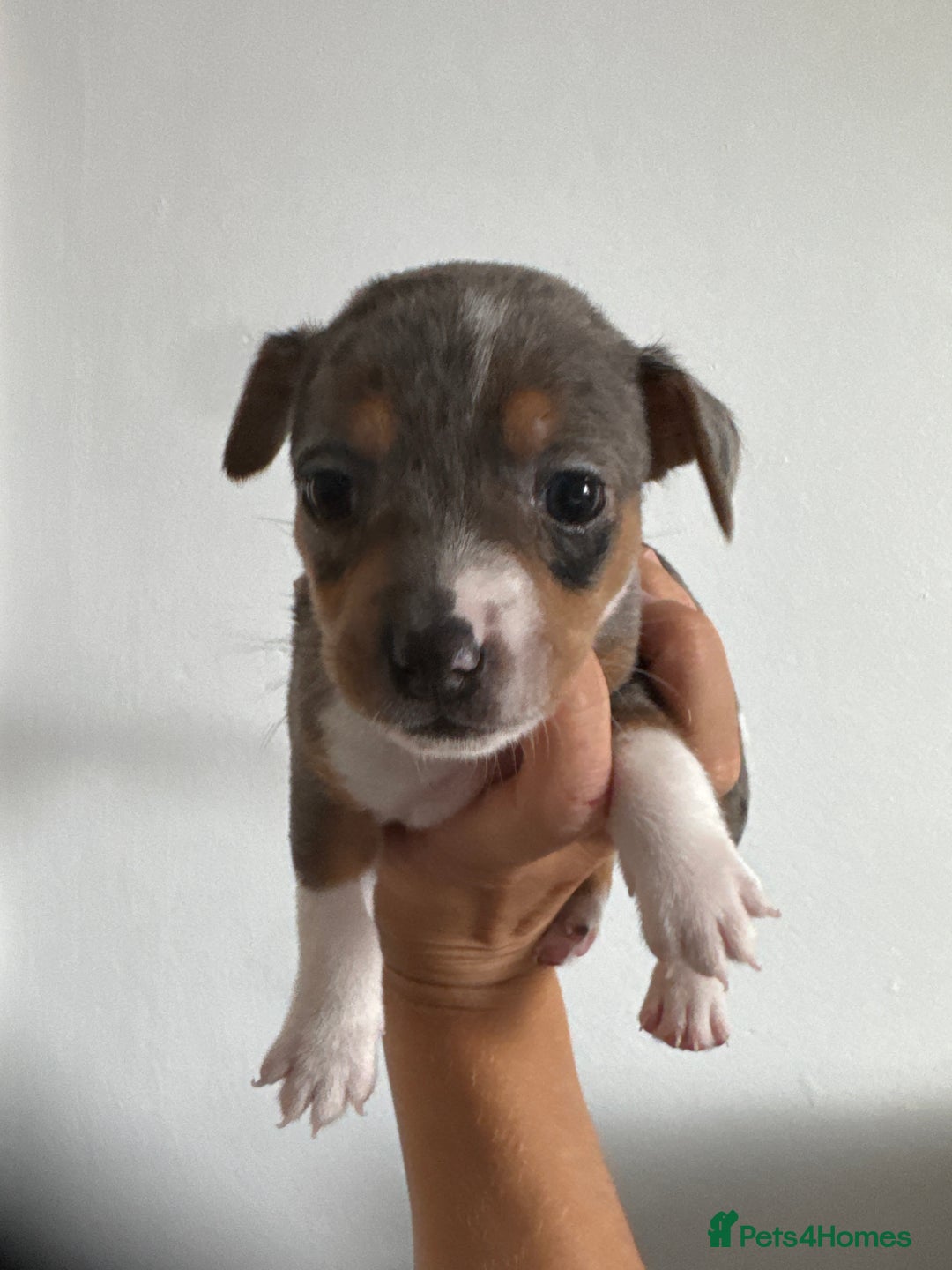 Jack Russell dogs for sale: 9 Jack Russel merles - Image 12
