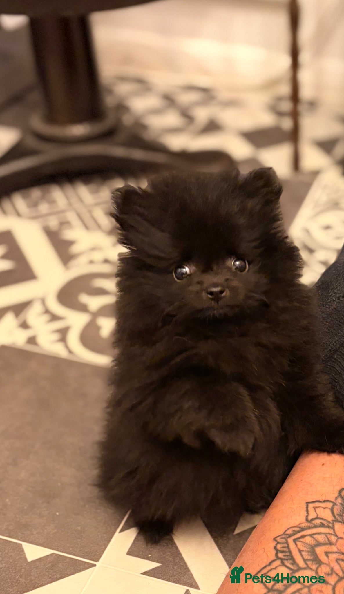 Pomeranian dogs (REDUCED READY TO LEAVE)  Beautiful mini Pom bears - Advert 3