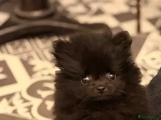 Pomeranian dogs (REDUCED READY TO LEAVE) Beautiful mini Pom bears - Advert 3