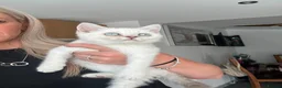 British Longhair cats for sale: Pure bred British Shorthair kittens - Advert 12