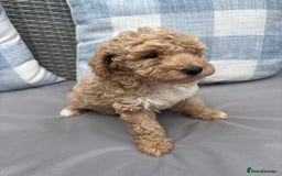 Toy Poodle dogs for sale: Two toy poodle girls - Image 2