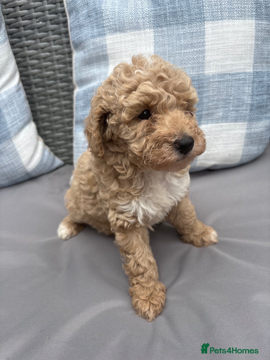 Toy Poodle dogs for sale: Two toy poodle girls - Image 2