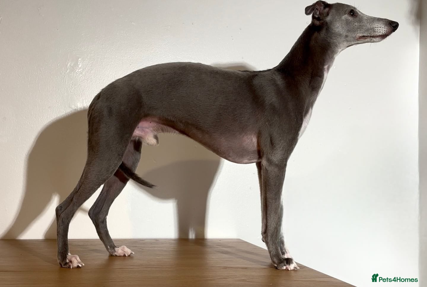 Whippet dogs KC reg blue whippet for stud - Advert 5