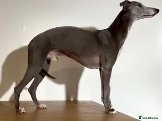 Whippet dogs KC reg blue whippet for stud - Advert 5