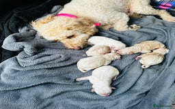 Labradoodle dogs for sale: Miniature labradoodle puppy girl  - Image 6