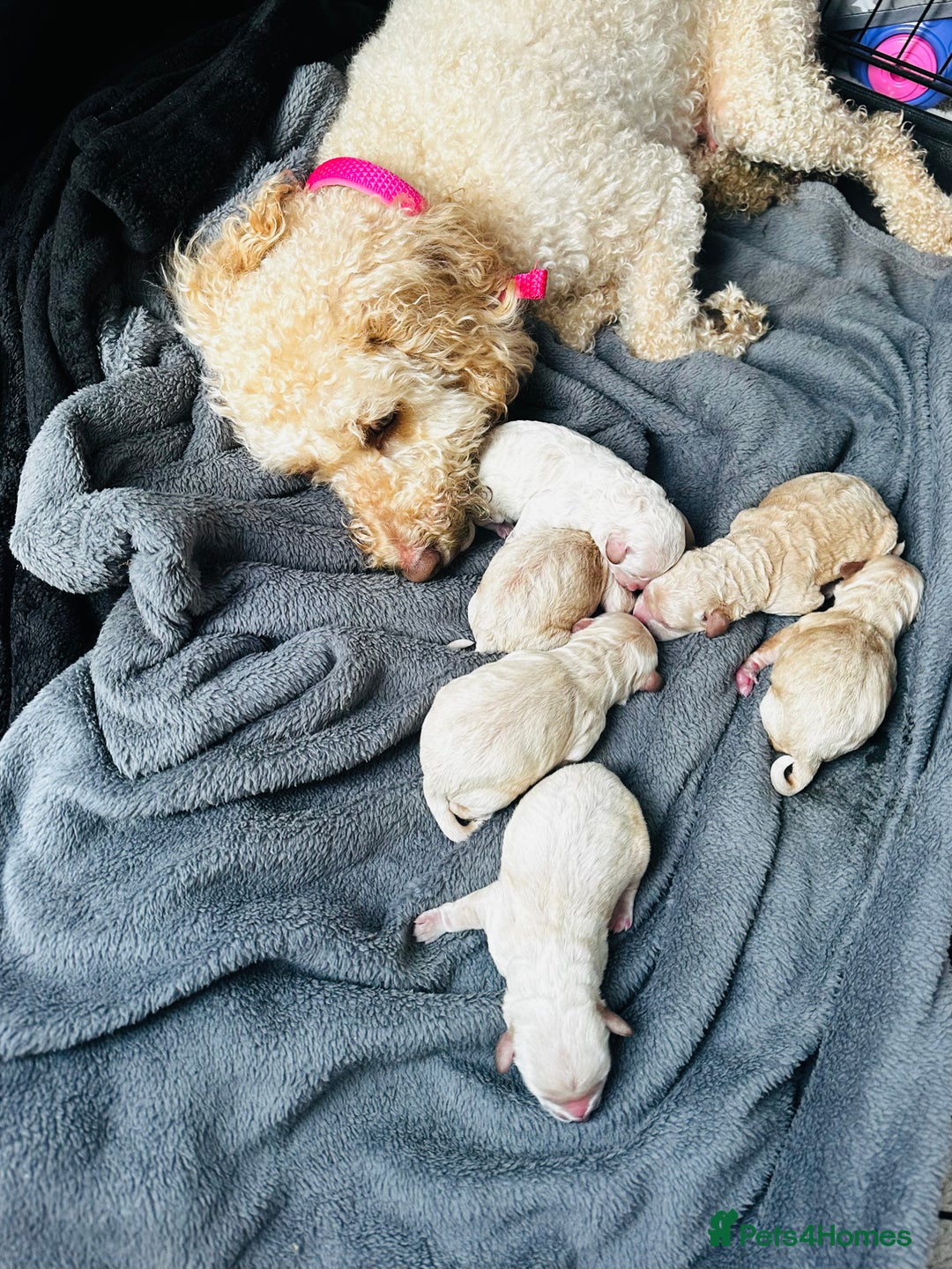 Labradoodle dogs for sale: Miniature labradoodle puppy girl  - Image 6
