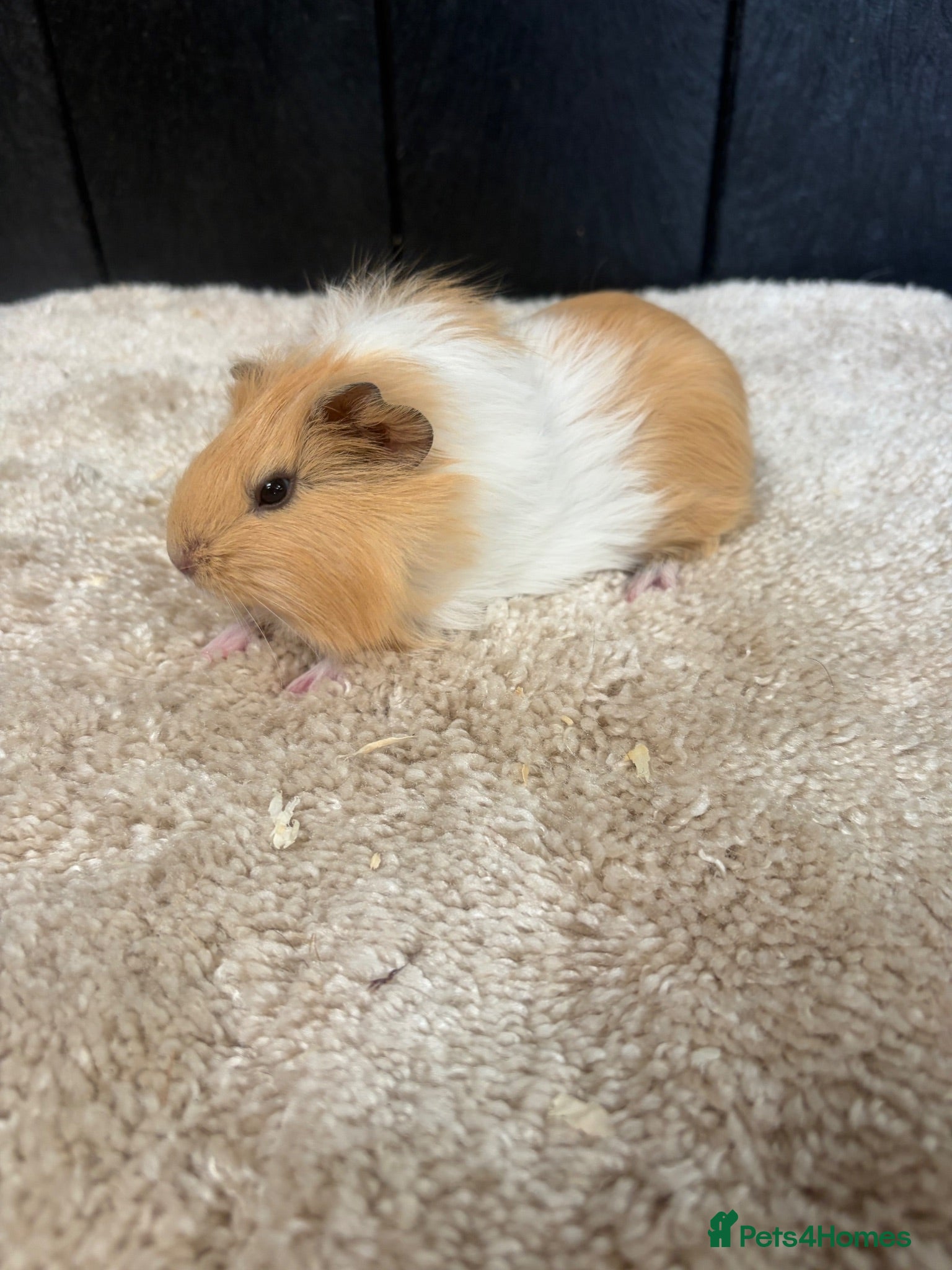 Guinea Pig rodents Baby Guinea pigs - Advert 10