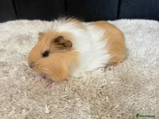 Guinea Pig rodents Baby Guinea pigs - Advert 10