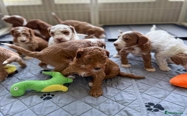 Goldendoodle dogs - Advert 1
