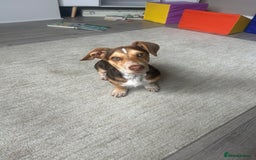 Mixed Breed dogs for sale: Miniature daschund & Jack Russell cross - Image 4