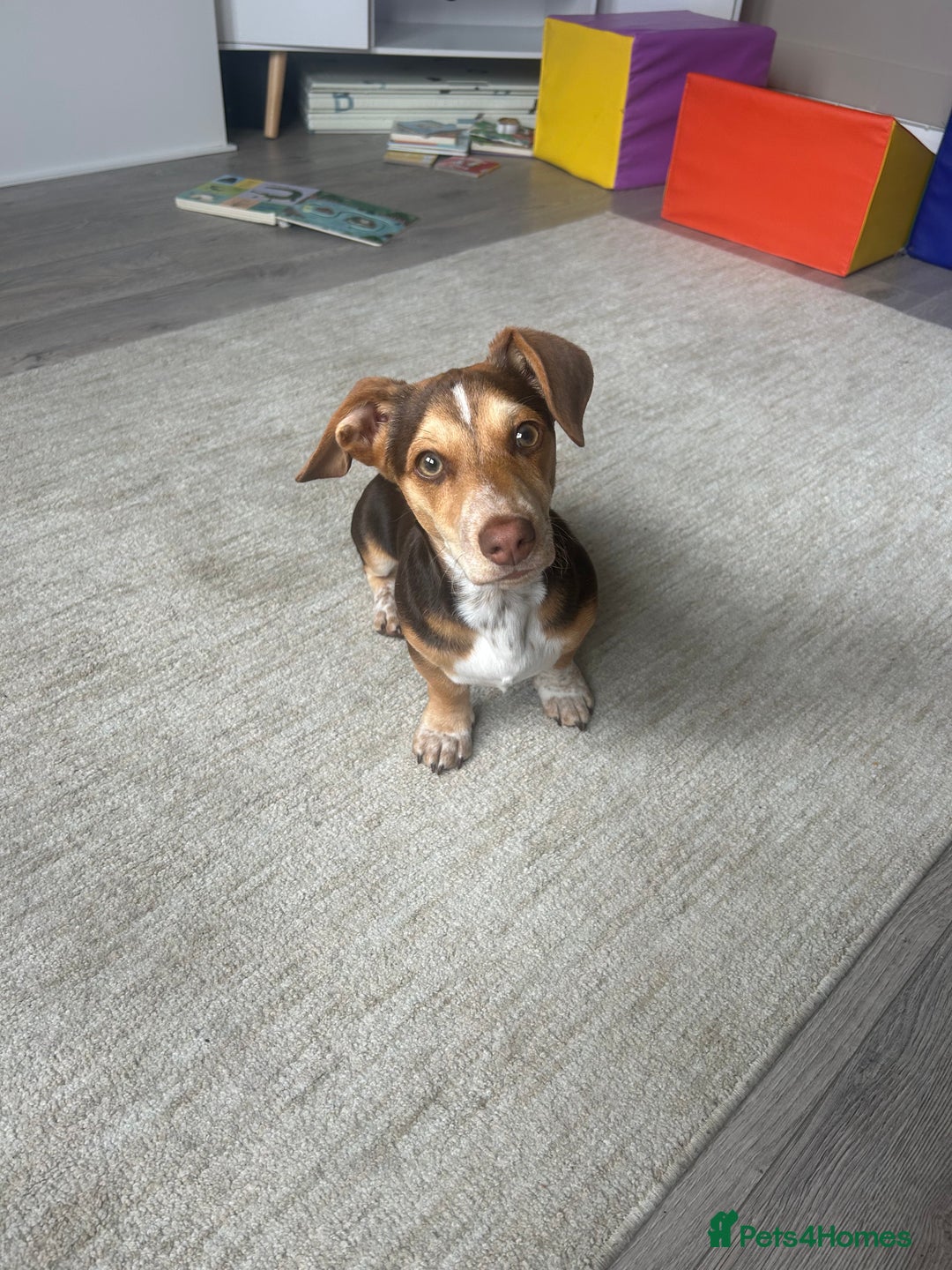 Mixed Breed dogs for sale: Miniature daschund & Jack Russell cross - Image 4