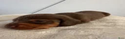 Dachshund dogs for sale: 3 Beautiful Dachshund Puppies in Blyth - Advert 5