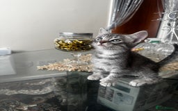 American Shorthair cats for sale: Kittens - Image 13