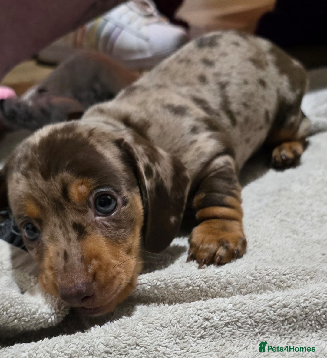 Miniature Dachshund dogs for sale: Two Beautiful Boys - Advert 26