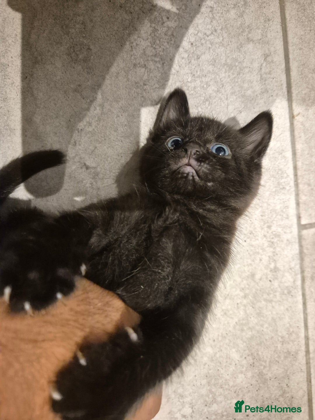 Mixed Breed cats for sale: Two adorable kittens needing a home - Advert 4