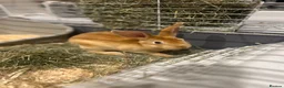 Rex rabbits for sale: Red Rex Bunny 🐰  - Advert 4