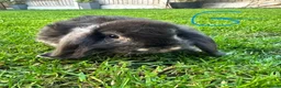 Mini Lop rabbits for sale: Mini Lop Rabbits For Sale  - Advert 16