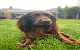 Cocker Spaniel dogs for stud: Sparkey, chocolate cocker spaniel  - Image 18