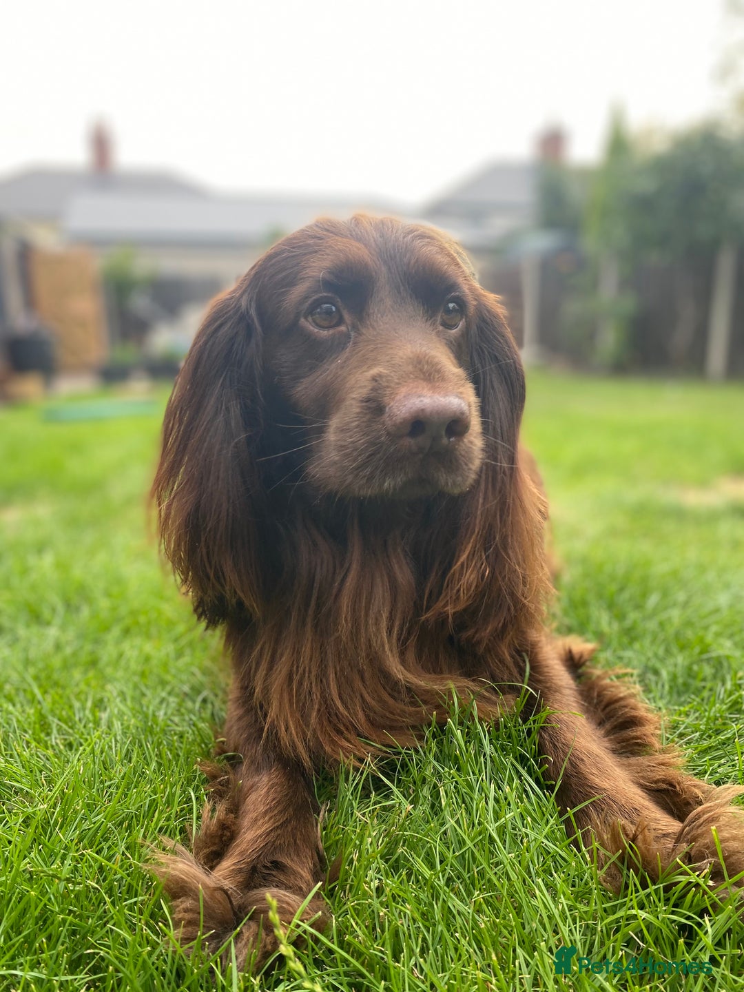 Cocker Spaniel dogs for stud: Sparkey, chocolate cocker spaniel  - Image 18