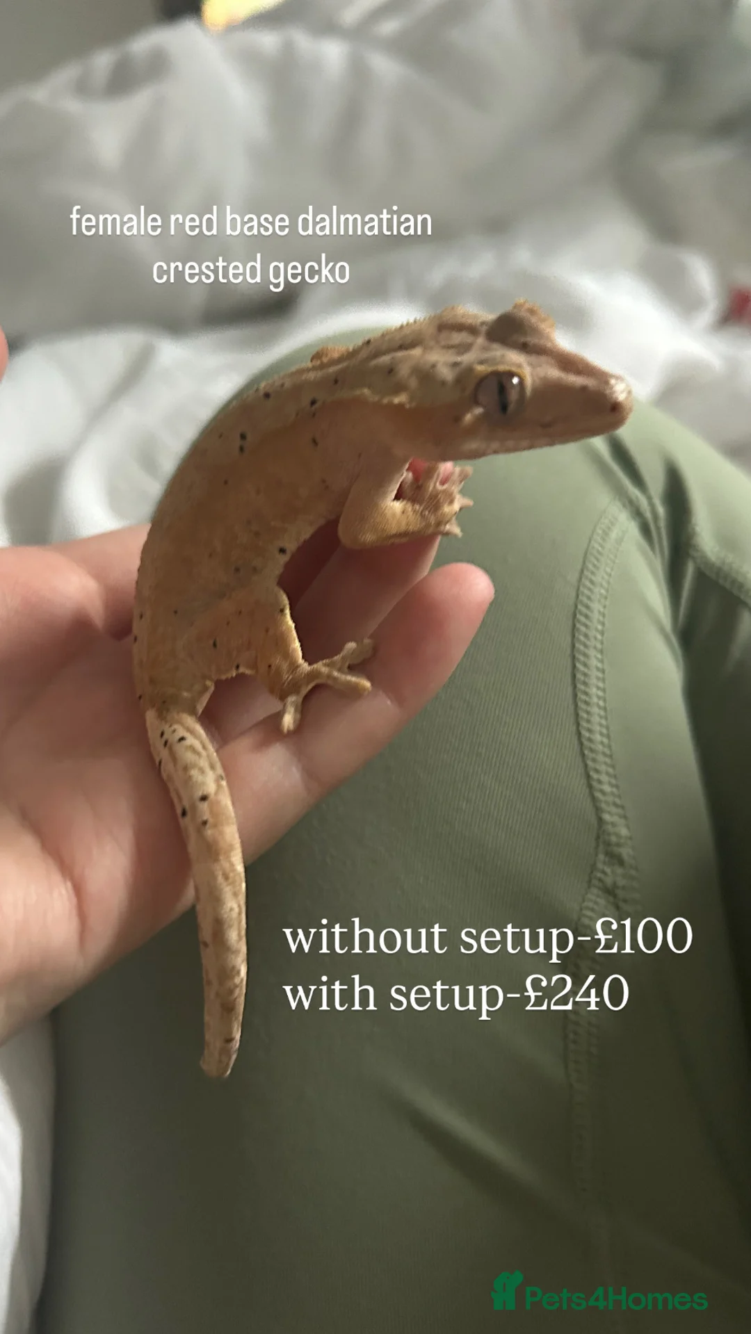 Mixed Breed reptiles for sale: Multiple Reptiles - Advert 7