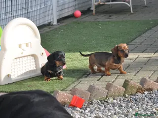 Dachshund dogs Kennel Club Mini Smooth Dachshund Puppy Girls - Advert 12