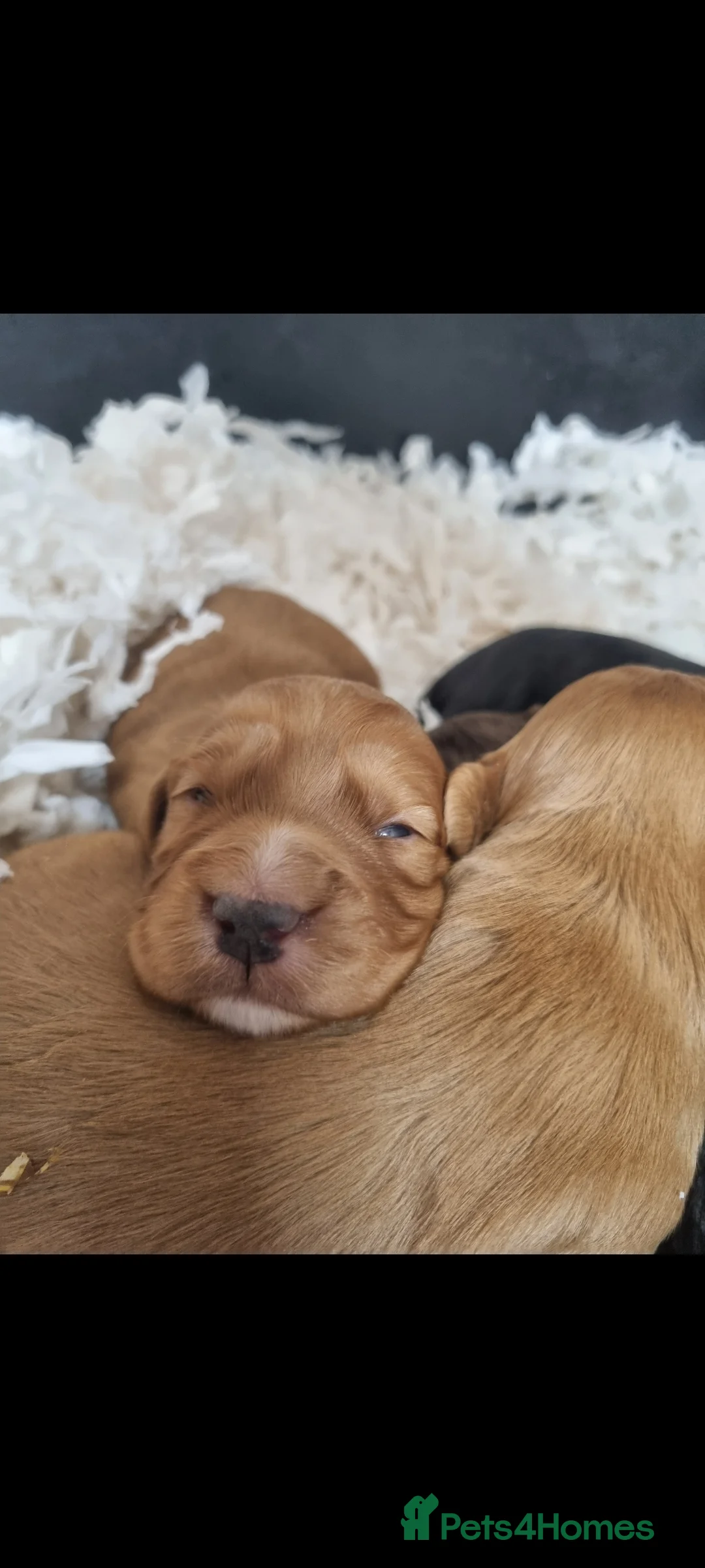Cocker Spaniel dogs for sale: Working cocker spaniel puppies - Advert 2